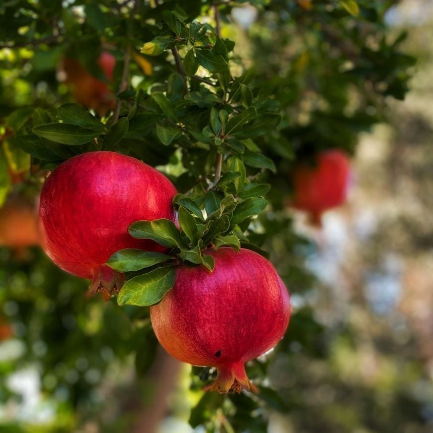 Arménie - Grenade - GSA - Société Suisse-Arménie